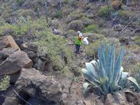 Kanaren, El Hierro, Agave