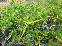 Kanaren, El Hierro, glatte Baumschlinge