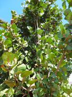 Kanaren, El Hierro, Meerestraube