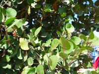 Kanaren, El Hierro, Meerestraube