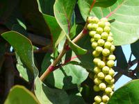 Kanaren, El Hierro, Meerestraube