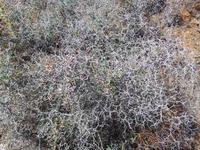 Kanaren, El Hierro, Dornlatich