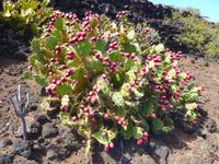 Kanaren, El Hierro, Opuntien
