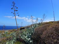 Kanaren, El Hierro, Agaven
