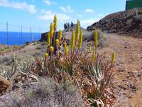 Kanaren, El Hierro, Aloevera