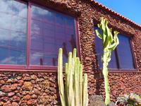 Kanaren, El Hierro, Kanaren-Wolfsmilch