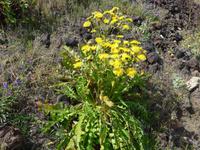 Kanaren, El Hierro, Sonchus acaulis Dum. Cours.