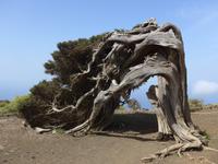 Kanaren, El Hierro, Sabina