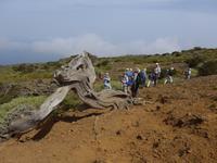 Kanaren, El Hierro, Sabina 