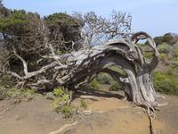 Kanaren, El Hierro, Sabina