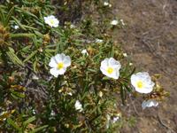 Kanaren, El Hierro, weisse Zistrose