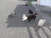 Kanaren, El Hierro, Pozo de la Salud