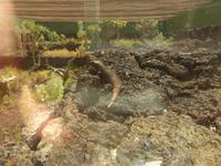 Kanaren, El Hierro, Echsenaufzuchtstation