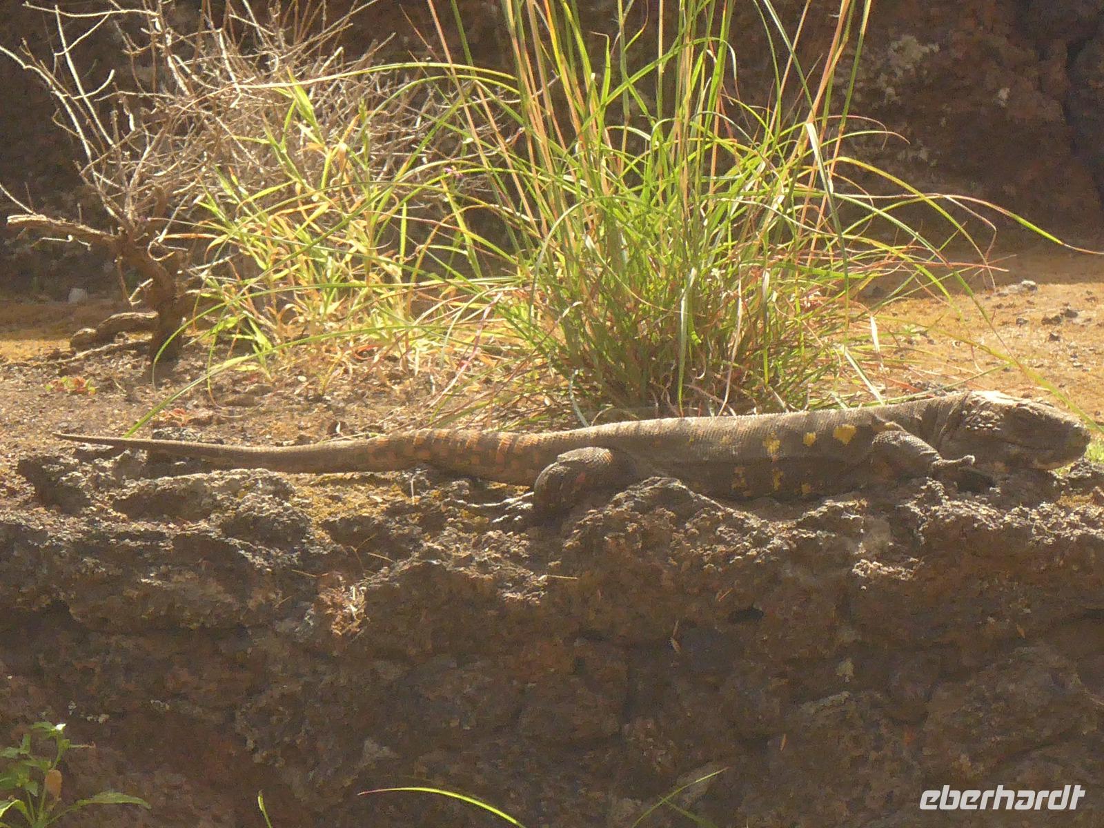 Kanaren, El Hierro, Echsenaufzuchtstation