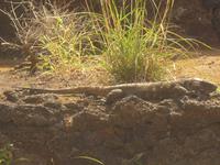 Kanaren, El Hierro, Echsenaufzuchtstation