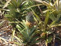 Kanaren, El Hierro, Ananasplantage