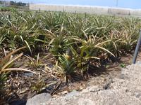 Kanaren, El Hierro, Ananasplantage