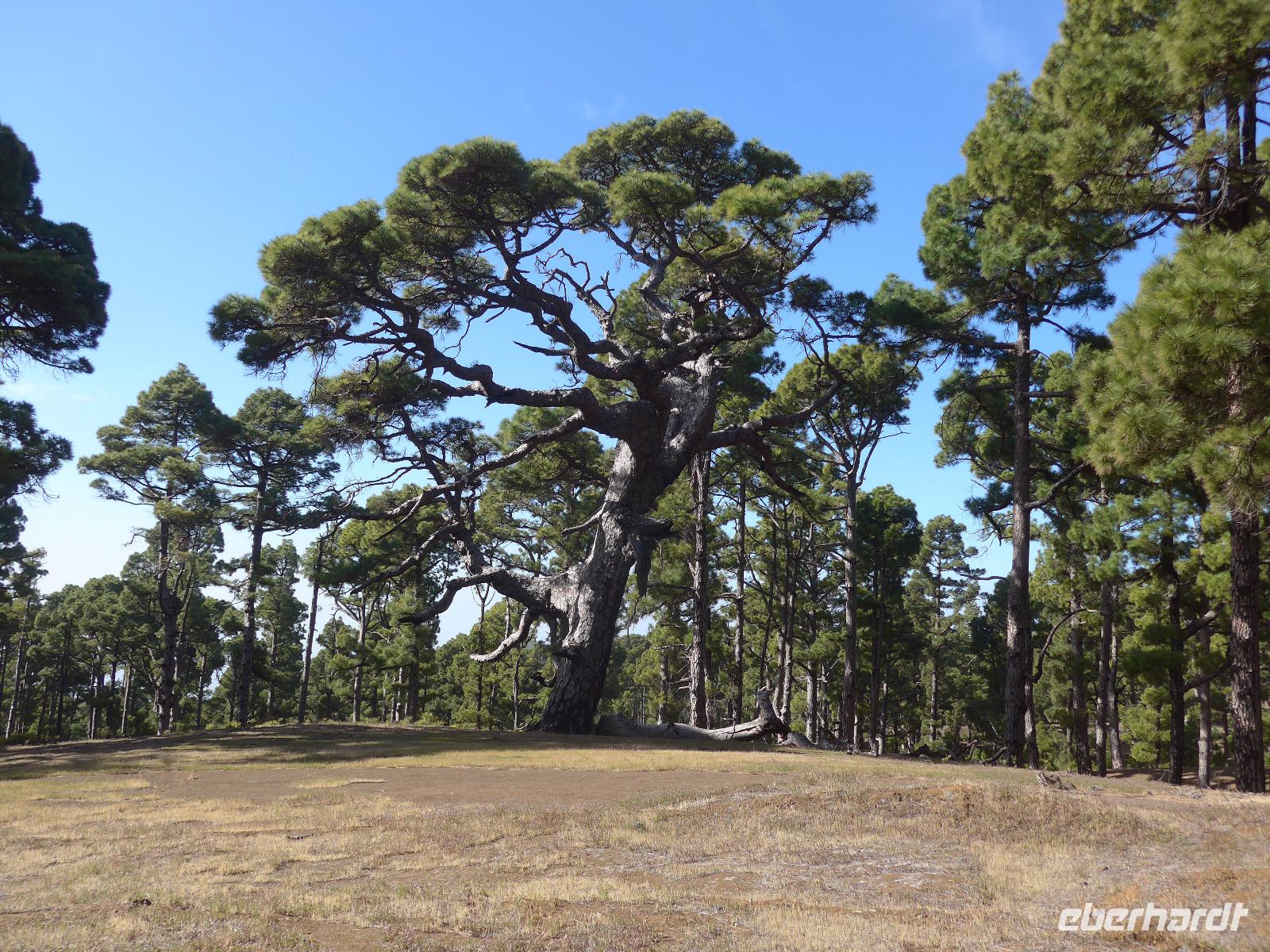 Kanaren, El Hierro, Kanrische Kiefer