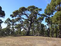 Kanaren, El Hierro, Kanrische Kiefer