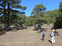 Kanaren, El Hierro, Kanarische Kiefern