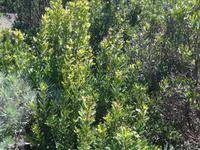 Kanaren, El Hierro, Gagelbaum