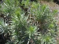 Kanaren, El Hierro, stachliger Natternkopf