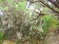 Kanaren, El Hierro, Bartflechten