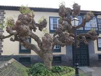 Kanaren, Teneriffa, Puerto de la Cruz