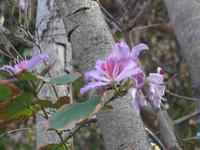 Kanaren, Teneriffa, Puerto de la Cruz, Taoropark