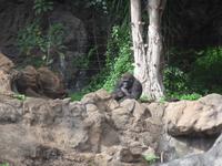 Kanaren, Teneriffa, Puerto de la Cruz, Loro Park