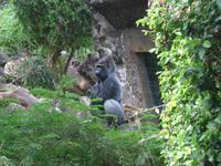 Kanaren, Teneriffa, Puerto de la Cruz, Loro Park