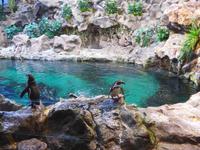 Kanaren, Teneriffa, Puerto de la Cruz, Loro Park