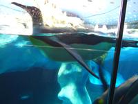 Kanaren, Teneriffa, Puerto de la Cruz, Loro Park