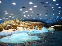 Kanaren, Teneriffa, Puerto de la Cruz, Loro Park