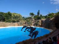 Kanaren, Teneriffa, Puerto de la Cruz, Loro Park