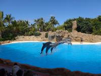 Kanaren, Teneriffa, Puerto de la Cruz, Loro Park