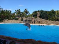 Kanaren, Teneriffa, Puerto de la Cruz, Loro Park