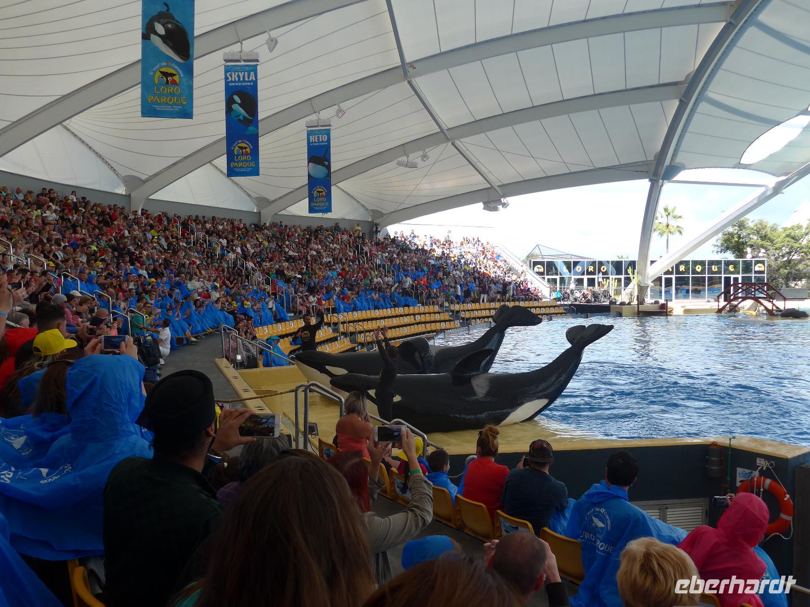 Kanaren, Teneriffa, Puerto de la Cruz, Loro Park