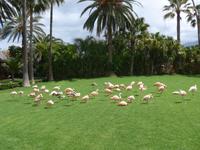 Kanaren, Teneriffa, Puerto de la Cruz, Loro Park