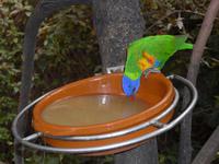 Kanaren, Teneriffa, Puerto de la Cruz, Loro Park