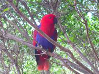 Kanaren, Teneriffa, Puerto de la Cruz, Loro Park