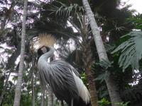 Kanaren, Teneriffa, Puerto de la Cruz, Loro Park