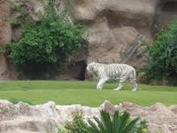 Kanaren, Teneriffa, Puerto de la Cruz, Taoropark