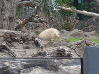 Kanaren, Teneriffa, Puerto de la Cruz, Loro Park