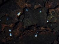 Rundreise Lanzarote, Fuerteventura – Jameos del Agua – weiße Krebse