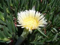 Rundreise Lanzarote, Fuerteventura – Im Tal der 1000 Palmen