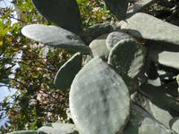 Rundreise Lanzarote, Fuerteventura – Betancuria