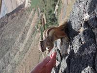 Rundreise Lanzarote, Fuerteventura – Streifenhörnchen