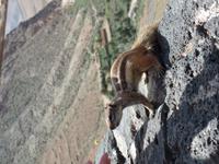 Rundreise Lanzarote, Fuerteventura – Streifenhörnchen
