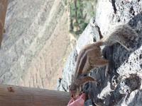 Rundreise Lanzarote, Fuerteventura – Streifenhörnchen